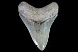 Serrated, Megalodon Tooth - Georgia #72825-1